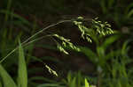 Clustered fescue